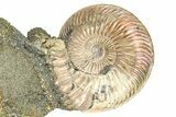 Iridescent Pyritized Ammonite (Quenstedticeras) Fossil Display #368845-1